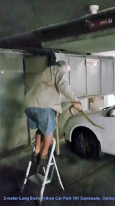 Snake found in basement carpark