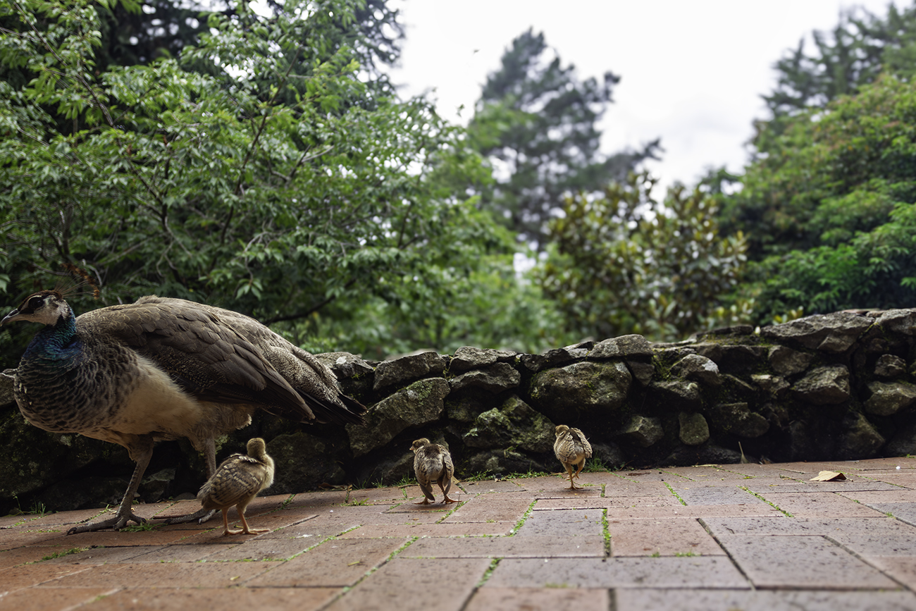 2015 january peacock bird three chicks cataract gorge launceston tasmania australia
